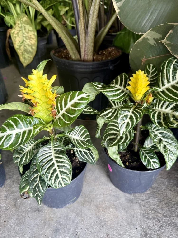 Zebra Plant Live Plant - Aphelandra Squarrosa - Indoor Houseplant - Image 1