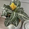 Zebra Plant Live Plant - Aphelandra squarrosa - Potted Houseplant - Image 1