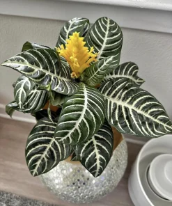 Zebra Plant Live Plant - Aphelandra squarrosa - Potted Houseplant - Image 1