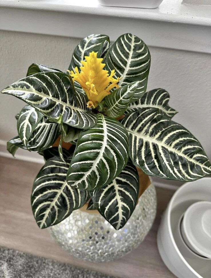Zebra Plant Live Plant - Aphelandra squarrosa - Potted Houseplant - Image 1