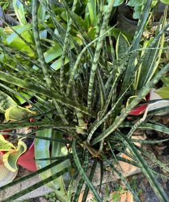 Zebra Snake Plant – Live Plant – Potted Houseplant – Indoor - Image 2