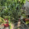 Zebra Snake Plant Live - Sansevieria Indoor Houseplant - Air Purifying - Image 1