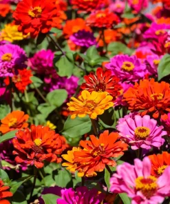 Zinnia Elegans Flower Seeds Mix - 250 Seeds - Mixed Colors - Full Sun - Image 10