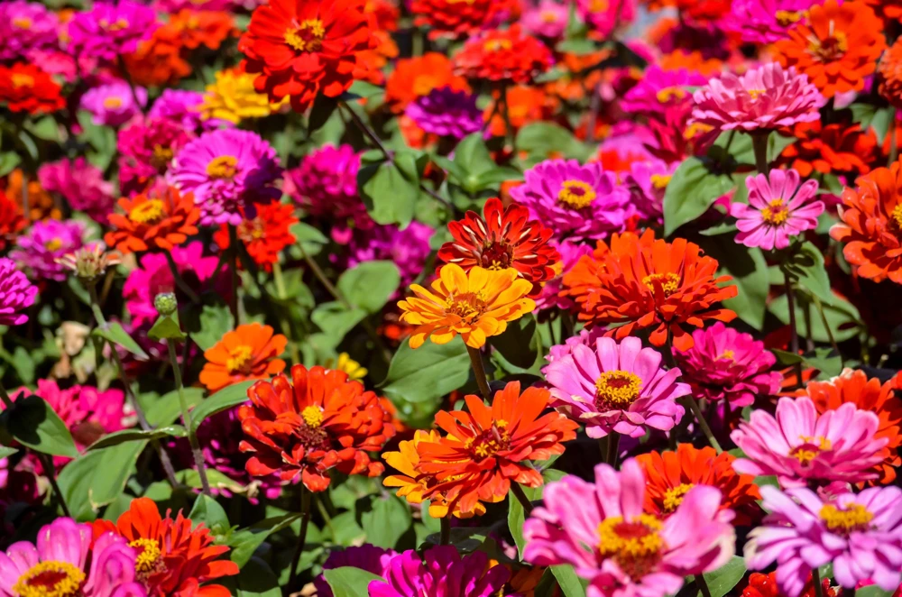 Zinnia Elegans Flower Seeds Mix - 250 Seeds - Mixed Colors - Full Sun - Image 10