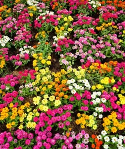 Zinnia Elegans Flower Seeds Mix - 250 Seeds - Mixed Colors - Full Sun - Image 11