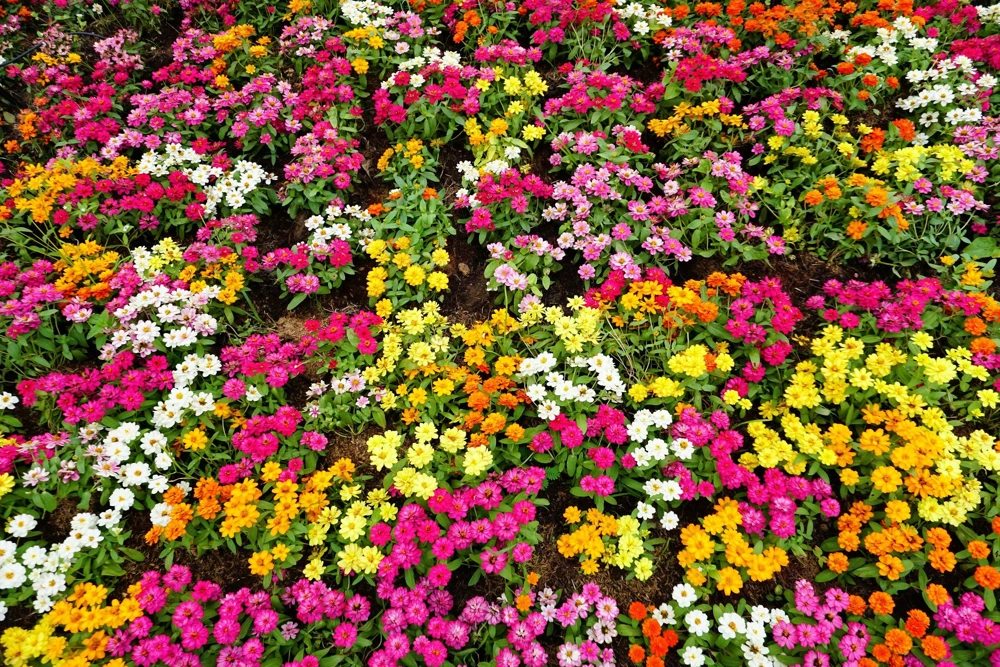 Zinnia Elegans Flower Seeds Mix - 250 Seeds - Mixed Colors - Full Sun - Image 11
