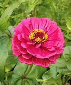 Zinnia Elegans Flower Seeds Mix - 250 Seeds - Mixed Colors - Full Sun - Image 2
