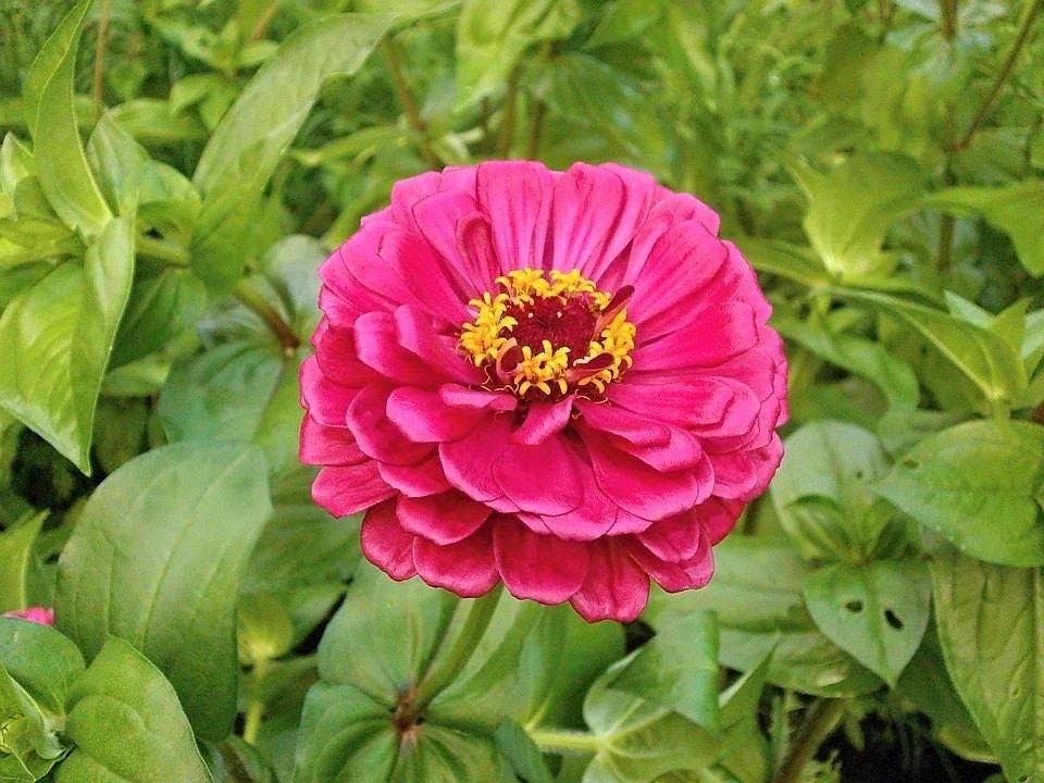 Zinnia Elegans Flower Seeds Mix - 250 Seeds - Mixed Colors - Full Sun - Image 2