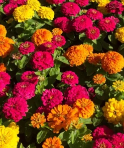 Zinnia Elegans Flower Seeds Mix - 250 Seeds - Mixed Colors - Full Sun - Image 3