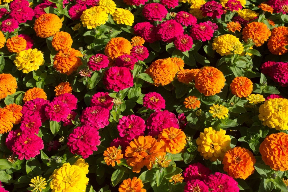 Zinnia Elegans Flower Seeds Mix - 250 Seeds - Mixed Colors - Full Sun - Image 3