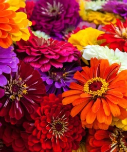 Zinnia Elegans Flower Seeds Mix - 250 Seeds - Mixed Colors - Full Sun - Image 4