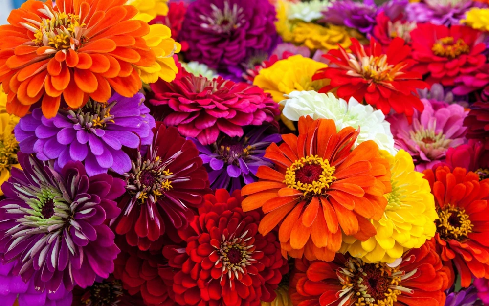 Zinnia Elegans Flower Seeds Mix - 250 Seeds - Mixed Colors - Full Sun - Image 4