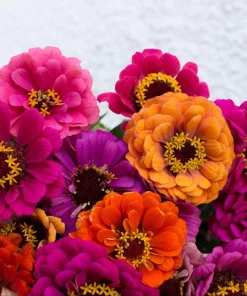 Zinnia Elegans Flower Seeds Mix - 250 Seeds - Mixed Colors - Full Sun - Image 5