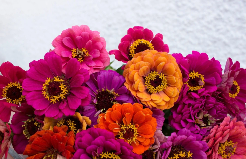Zinnia Elegans Flower Seeds Mix - 250 Seeds - Mixed Colors - Full Sun - Image 5
