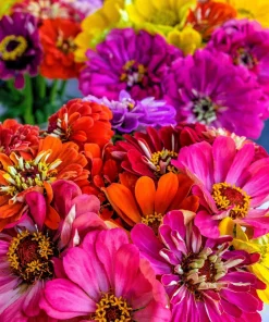 Zinnia Elegans Flower Seeds Mix - 250 Seeds - Mixed Colors - Full Sun - Image 6