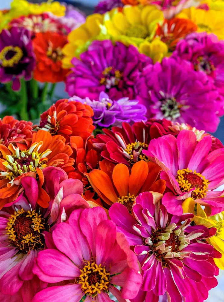 Zinnia Elegans Flower Seeds Mix - 250 Seeds - Mixed Colors - Full Sun - Image 6