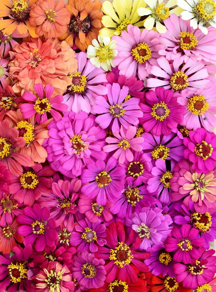 Zinnia Elegans Flower Seeds Mix - 250 Seeds - Mixed Colors - Full Sun - Image 7