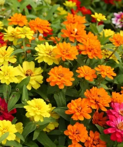 Zinnia Elegans Flower Seeds Mix - 250 Seeds - Mixed Colors - Full Sun - Image 8