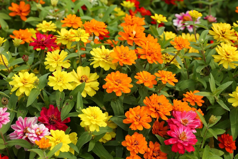 Zinnia Elegans Flower Seeds Mix - 250 Seeds - Mixed Colors - Full Sun - Image 8