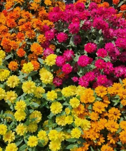 Zinnia Elegans Flower Seeds Mix - 250 Seeds - Mixed Colors - Full Sun - Image 9