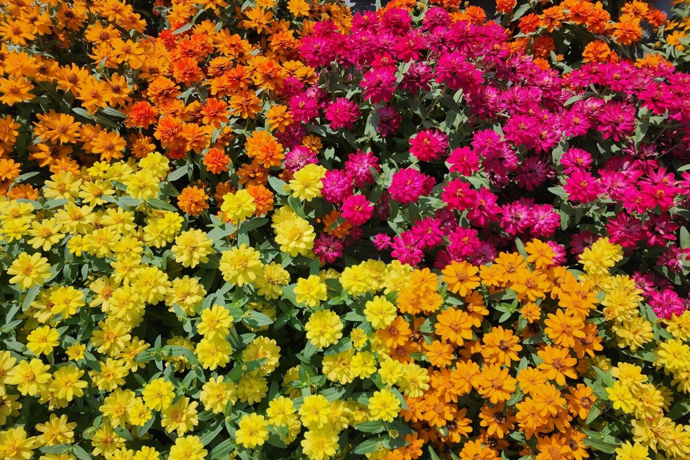 Zinnia Elegans Flower Seeds Mix - 250 Seeds - Mixed Colors - Full Sun - Image 9