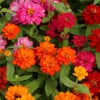Zinnia Elegans Flower Seeds Mix - 250 Seeds - Mixed Colors - Full Sun - Image 1