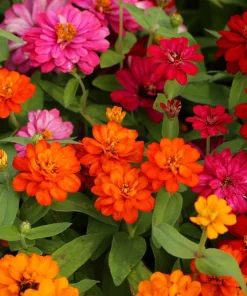Zinnia Elegans Flower Seeds Mix - 250 Seeds - Mixed Colors - Full Sun - Image 1