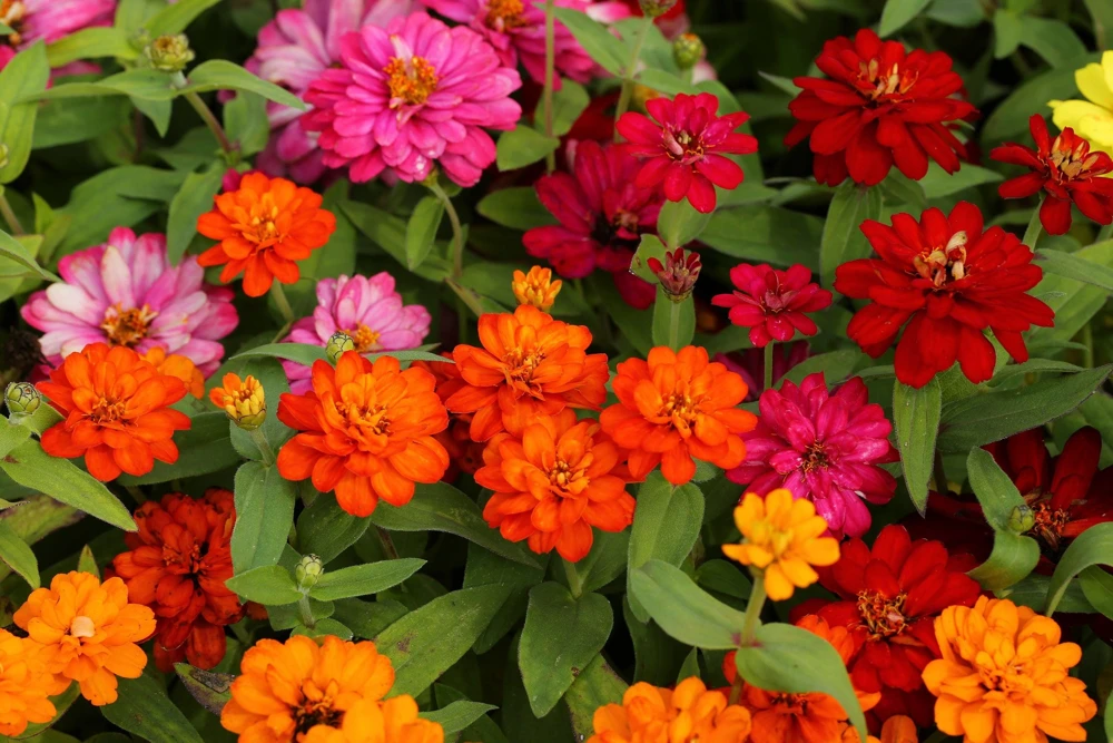 Zinnia Elegans Flower Seeds Mix - 250 Seeds - Mixed Colors - Full Sun - Image 1