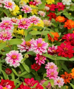 Zinnia Elegans Flower Seeds – Mixed Colors – 250 Seeds – Attracts Pollinators - Image 4