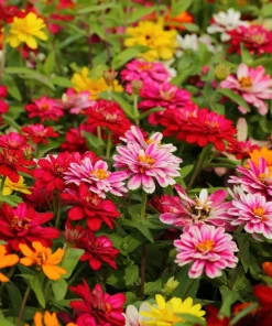 Zinnia Elegans Flower Seeds – Mixed Colors – 250 Seeds – Attracts Pollinators - Image 1