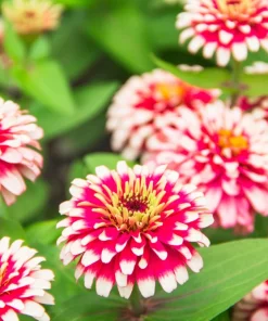 Zinnia Elegans Seeds Mix - 250 Seeds - Mixed Colors Flower Seeds for Garden - Image 11