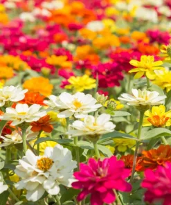 Zinnia Elegans Seeds Mix - 250 Seeds - Mixed Colors Flower Seeds for Garden - Image 12