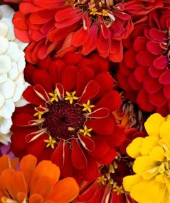 Zinnia Elegans Seeds Mix - 250 Seeds - Mixed Colors Flower Seeds for Garden - Image 16
