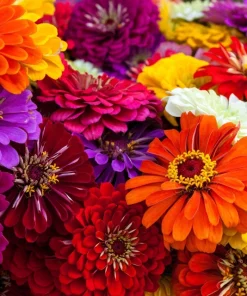 Zinnia Elegans Seeds Mix - 250 Seeds - Mixed Colors Flower Seeds for Garden - Image 18