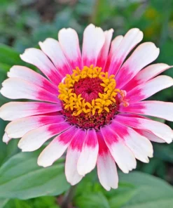 Zinnia Elegans Seeds Mix - 250 Seeds - Mixed Colors Flower Seeds for Garden - Image 19