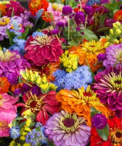 Zinnia Elegans Seeds Mix - 250 Seeds - Mixed Colors Flower Seeds for Garden - Image 2