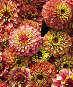 Zinnia Elegans Seeds Mix - 250 Seeds - Mixed Colors Flower Seeds for Garden - Image 3