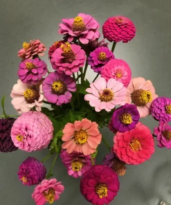 Zinnia Elegans Seeds Mix - 250 Seeds - Mixed Colors Flower Seeds for Garden - Image 6