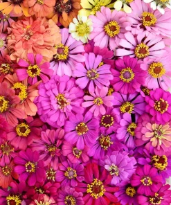 Zinnia Elegans Seeds Mix - 250 Seeds - Mixed Colors Flower Seeds for Garden - Image 7