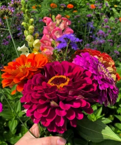 Zinnia Elegans Seeds Mix - 250 Seeds - Mixed Colors Flower Seeds for Garden - Image 8