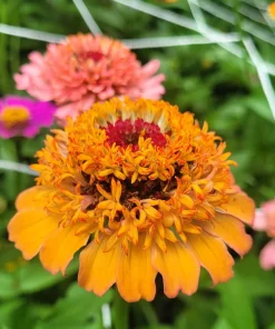Zinnia Elegans Seeds Mix - 250 Seeds - Mixed Colors Flower Seeds for Garden - Image 9