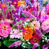 Zinnia Elegans Seeds Mix - 250 Seeds - Mixed Colors Flower Seeds for Garden - Image 1