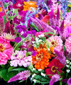 Zinnia Elegans Seeds Mix - 250 Seeds - Mixed Colors Flower Seeds for Garden - Image 1
