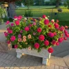 Zinnia Live Plants - Colorful Flowering Garden Plants for Beds & Containers - Image 1