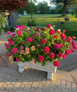Zinnia Live Plants - Colorful Flowering Garden Plants for Beds & Containers - Image 1