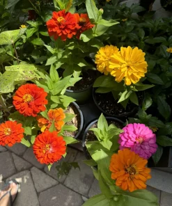 Zinnia Live Plants - Colorful Long Blooming Garden Flowers - Image 3