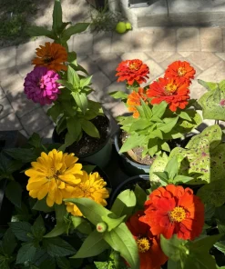 Zinnia Live Plants - Colorful Long Blooming Garden Flowers - Image 1