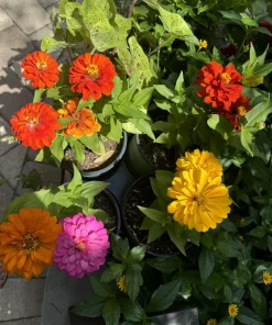 Zinnia Plants – Live Annual Flower for Garden & Pollinators - Image 2