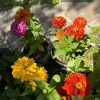 Zinnia Plants – Live Annual Flower for Garden & Pollinators - Image 1