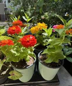 Zinnia Plants – Live Annual Flower for Garden & Pollinators - Image 4